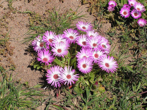Livingstone Daisy, Ice Plant (Dorotheanthus bellidiformis) (D'Seeds, Coutry of Origin - Netherlands) - Farmers Stop