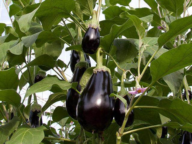 Bartok F1 Hybrid Seedless Eggplant (Enza Zaden) - Farmers Stop