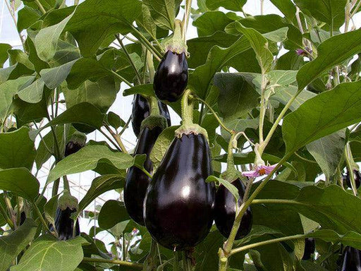 Bartok F1 Hybrid Seedless Eggplant (Enza Zaden) - Farmers Stop