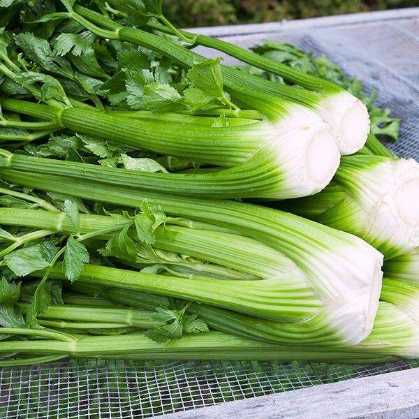 Celery - Improved Quality Herb Seeds - Farmers Stop