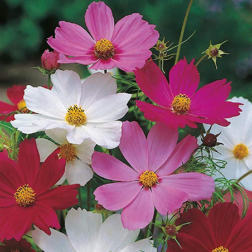 Cosmos Bipinnatus Sensations/Brightlight Mix - Farmers Stop