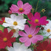Cosmos Bipinnatus Sensations/Brightlight Mix - Farmers Stop