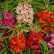 Balsam Dwarf Dbl Tom Thumb OP Mix - Farmers Stop