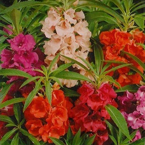 Balsam Dwarf Dbl Tom Thumb OP Mix - Farmers Stop