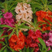 Balsam Dwarf Dbl Tom Thumb OP Mix - Farmers Stop