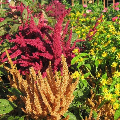 Amaranthus Pygmy Torch Dwarf OP Mix - Farmers Stop