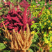 Amaranthus Pygmy Torch Dwarf OP Mix - Farmers Stop