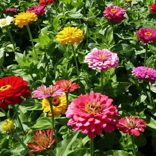 Zinnia elegans Dahlia Flowered OP Mix - Farmers Stop