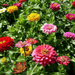 Zinnia elegans Dahlia Flowered OP Mix - Farmers Stop