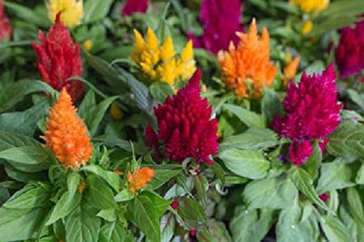 Celosia Dwarf Plumosa OP Liliput Mix - Farmers Stop