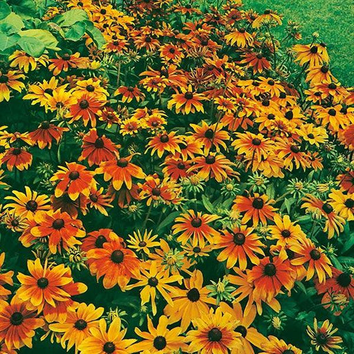 Rudbeckia Rustic Dwarf Mix (Garden Festival) - Farmers Stop