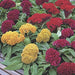 Celosia Cristata Dwarf Cockscomb Mix (Garden Festival) - Farmers Stop