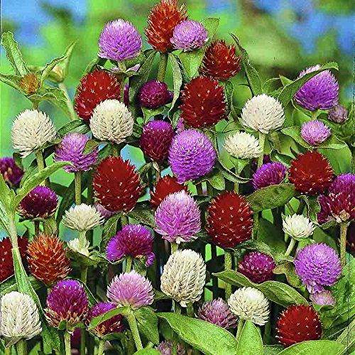 Gomphrena Choice Mix (Garden Festival) - Farmers Stop
