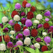 Gomphrena Choice Mix (Garden Festival) - Farmers Stop