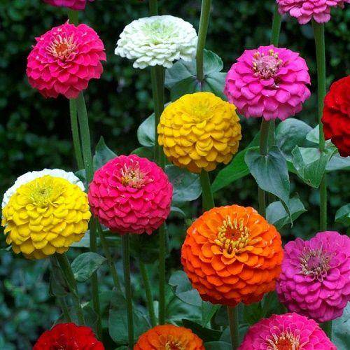 Zinnia elegans Liliput OP Mix - Farmers Stop