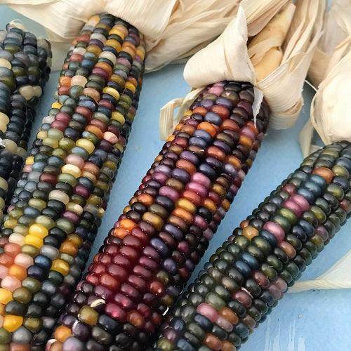 Ornamental Multi Color Corn OP Mix - Farmers Stop
