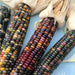Ornamental Multi Color Corn OP Mix - Farmers Stop