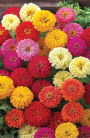 Zinnia F1 Dreamland™ (Takii Seeds) - Farmers Stop