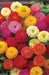 Zinnia F1 Dreamland™ (Takii Seeds) - Farmers Stop