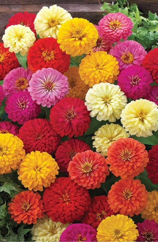 Zinnia F1 Dreamland™ (Takii Seeds) - Farmers Stop