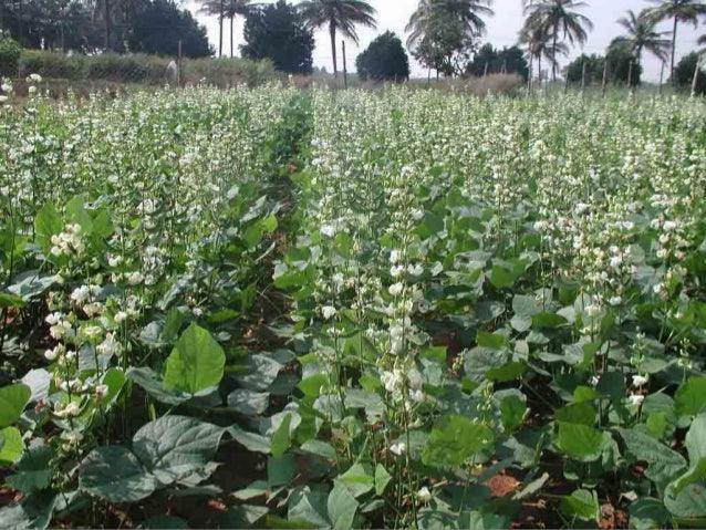 Dolichos/सेम HA4 Superb Quality Bush Type Seeds - Farmers Stop