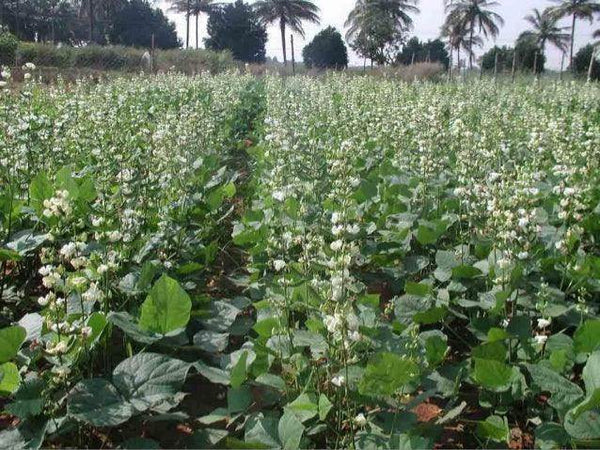 Dolichos/सेम HA4 Superb Quality Bush Type Seeds - Farmers Stop
