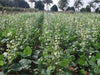 Dolichos/सेम HA4  Superb Quality Bush Type Seeds - Farmers Stop