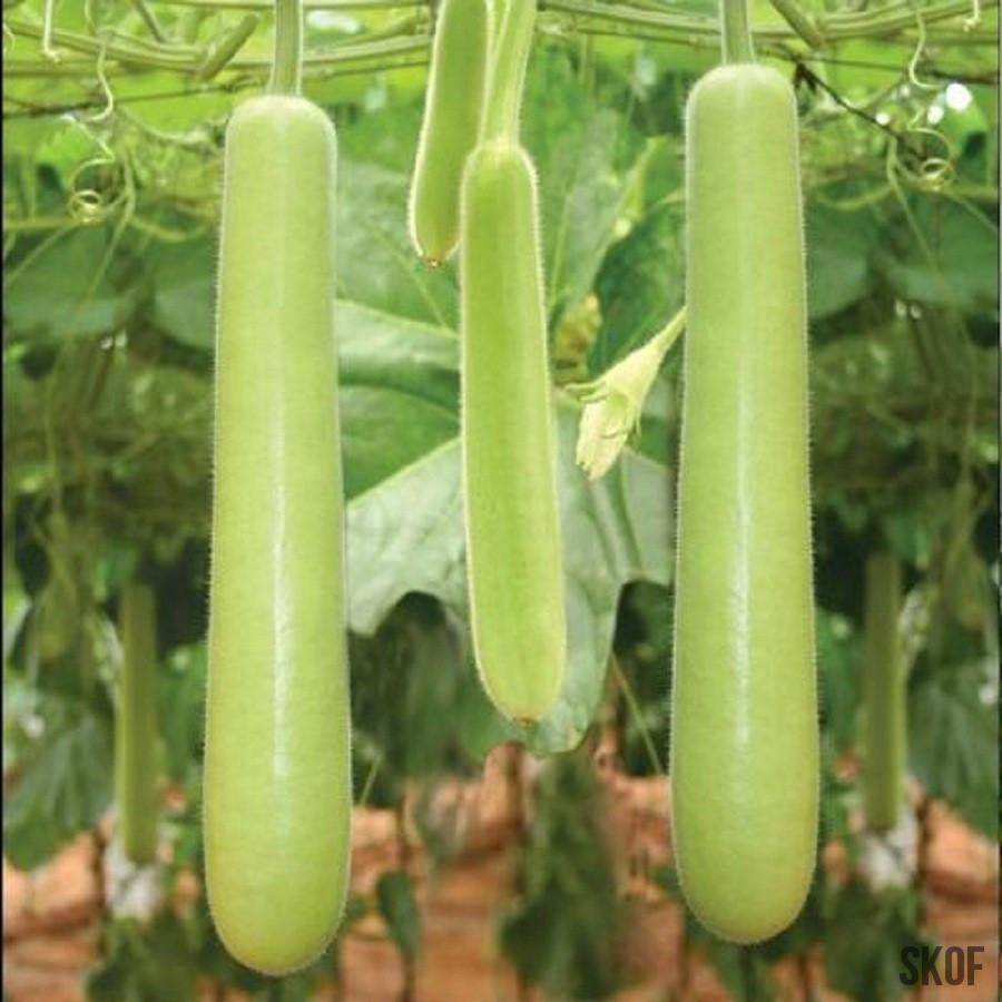 Bottlegourd/लौकी Long Hybrid F1 Quality Seeds (Garden Festival) - Farmers Stop