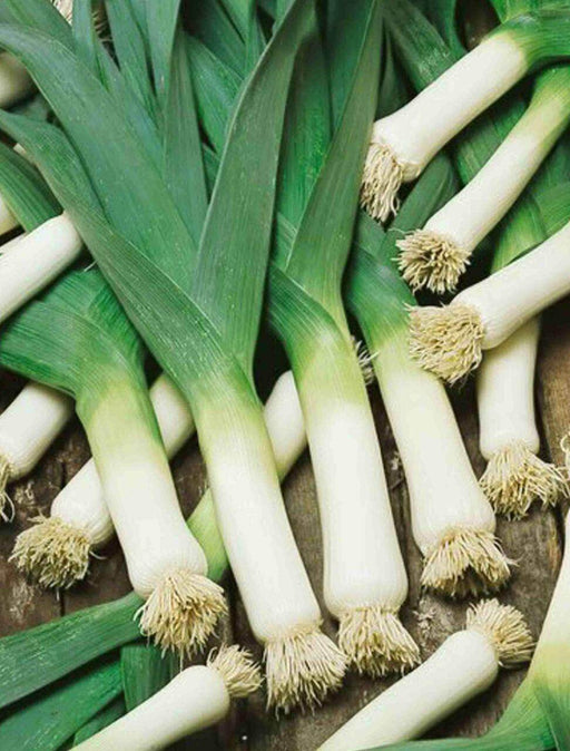 Imported Leek American Flag Seeds for Quality Produce - Farmers Stop