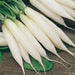 Imported Royal Colored Long White Radish Seeds - Farmers Stop