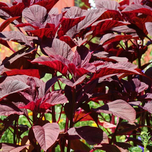 Superfood Red Amaranthus Lal Cholai Sag Seeds - Farmers Stop