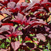 Superfood Red Amaranthus Lal Cholai Sag Seeds - Farmers Stop