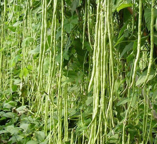 Super Quality Cowpea Beans/Yardlong Bean Long Desi Seeds - Farmers Stop