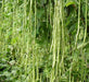 Super Quality Cowpea Beans/Yardlong Bean Long Desi Seeds - Farmers Stop