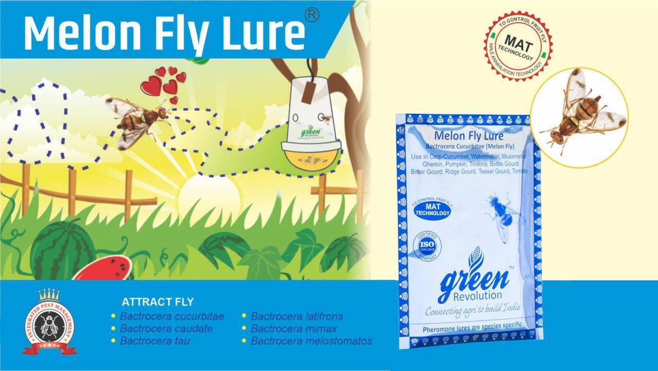 MELON FLY AND PHEROMON TRAP- BACTROCERA CUCURBITAE( GREEN REVOLUTION) - Farmers Stop