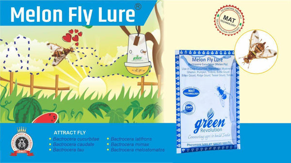 MELON FLY AND PHEROMON TRAP- BACTROCERA CUCURBITAE( GREEN REVOLUTION) - Farmers Stop