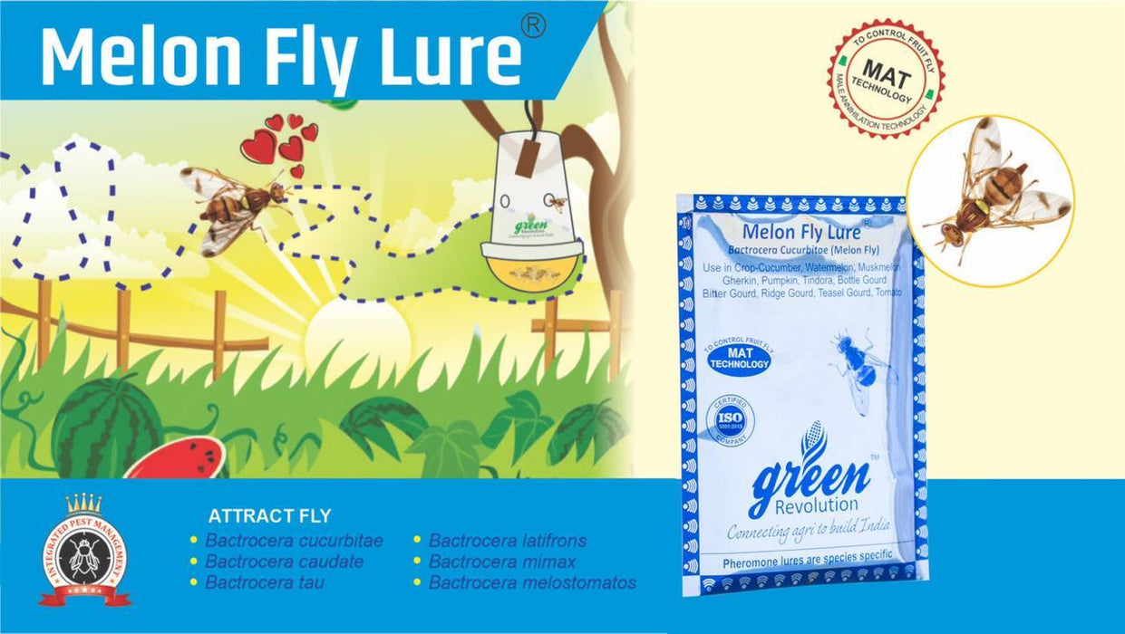 MELON FLY AND PHEROMON TRAP- BACTROCERA CUCURBITAE( GREEN REVOLUTION) - Farmers Stop