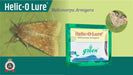 HELIC-O-LURE AND PHEROMON TRAP-HELICOVERPA ARMIGERA(GREEN REVOLUTION) - Farmers Stop