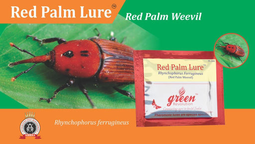 RED PALM LURE AND BUCKET TRAP-RHYNCHOPHORUS FERRUGINEUS(GREEN REVOLUTION) - Farmers Stop