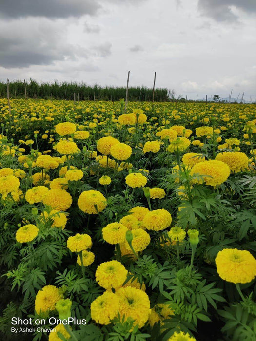 Yellow Star F1 Hybrid Marigold (Sakata Seeds) - Farmers Stop