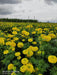 Yellow Star F1 Hybrid Marigold (Sakata Seeds) - Farmers Stop