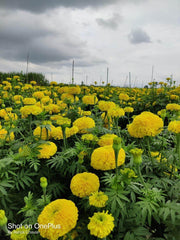 Yellow Star F1 Hybrid Marigold (Sakata Seeds) - Farmers Stop