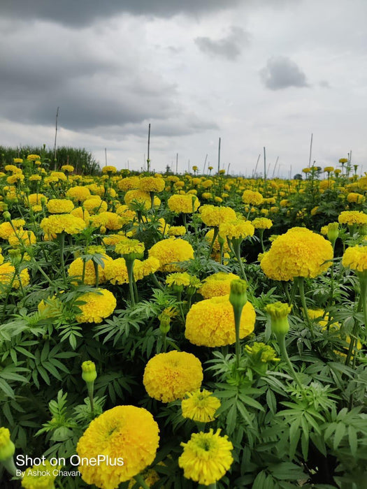 Yellow Star F1 Hybrid Marigold (Sakata Seeds) - Farmers Stop
