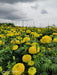 Yellow Star F1 Hybrid Marigold (Sakata Seeds) - Farmers Stop