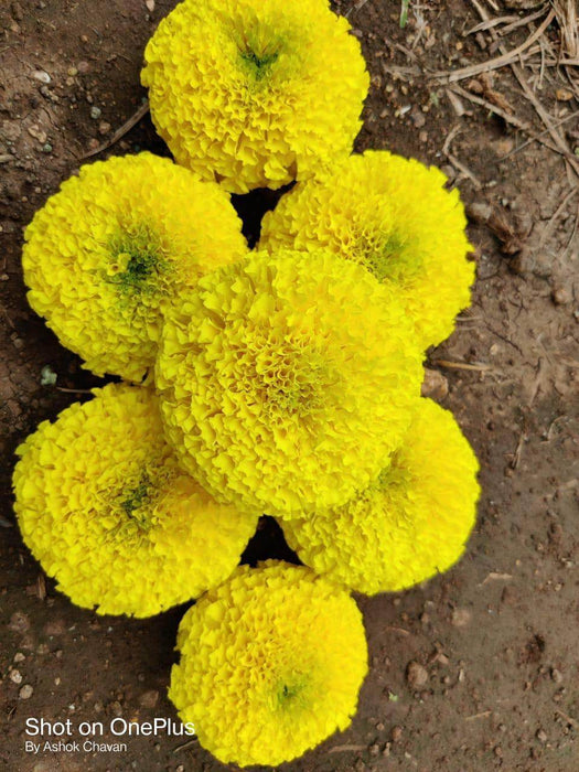 Yellow Star F1 Hybrid Marigold (Sakata Seeds) - Farmers Stop