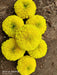 Yellow Star F1 Hybrid Marigold (Sakata Seeds) - Farmers Stop