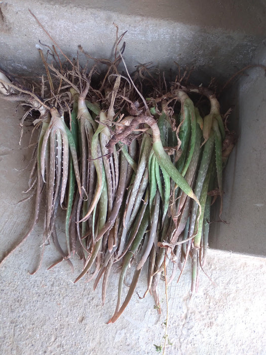 Rajasthani Aloevera Propagules/Plants (Farmers Stop) - Cash on Delivery not available - Farmers Stop