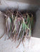 Rajasthani Aloevera Propagules/Plants (Farmers Stop) - Cash on Delivery not available - Farmers Stop