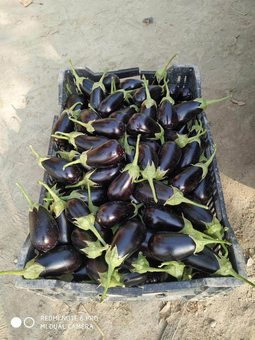 Bartok F1 Hybrid Seedless Eggplant (Enza Zaden) - Farmers Stop