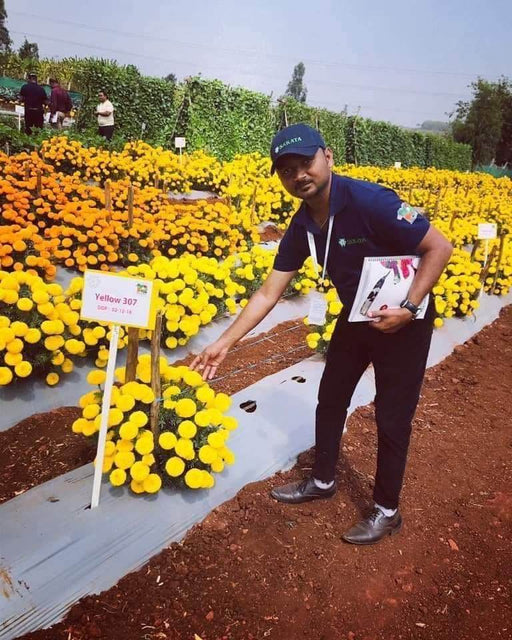 Yellow (307) F1 Hybrid Marigold (Sakata Seeds) - Farmers Stop